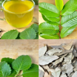 Discover the Natural Remedy for Diabetes, Poor Circulation, Fatty Liver, and More!