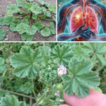Dwarf Mallow (Malva neglecta): A Powerhouse of Health Benefits and Uses