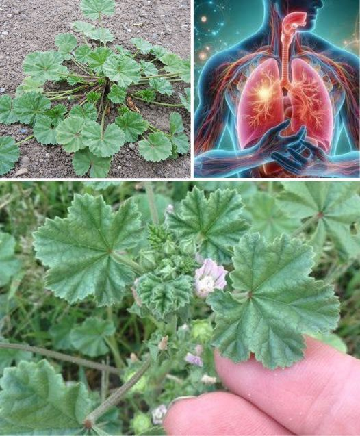 Dwarf Mallow (Malva neglecta): A Powerhouse of Health Benefits and Uses