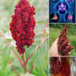 The Amazing Benefits of Sumac and How to Use It