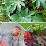 Everything You Need to Know About the Healing Properties of Castor Leaves