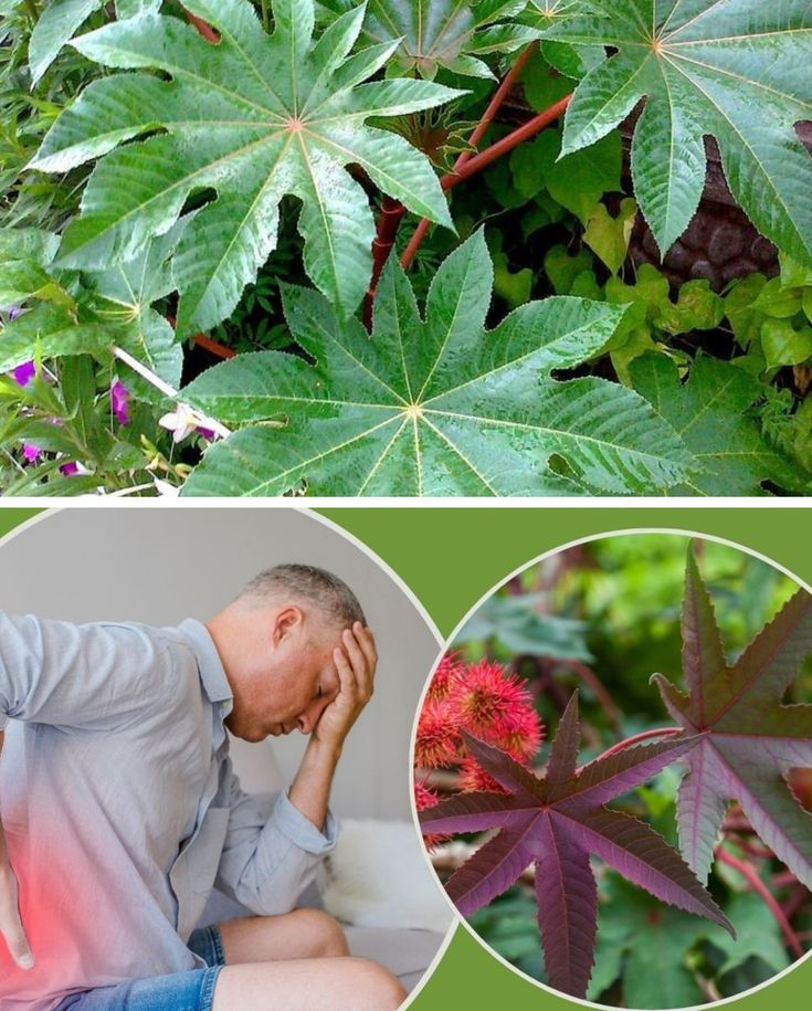 Everything You Need to Know About the Healing Properties of Castor Leaves