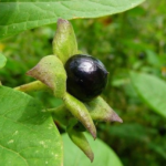 Deadly Nightshade (Atropa belladonna): The Mysterious and Toxic Plant with a Dark History