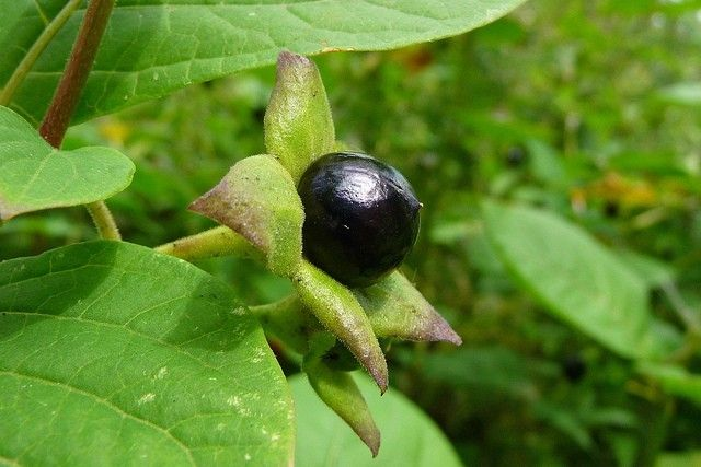 Deadly Nightshade (Atropa belladonna): The Mysterious and Toxic Plant with a Dark History