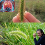 The Benefits and Uses of Foxtail Grass