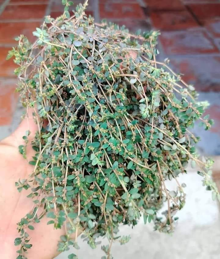 The Health Benefits of Euphorbia Thymifolia: A Powerful Yet Overlooked Herb 