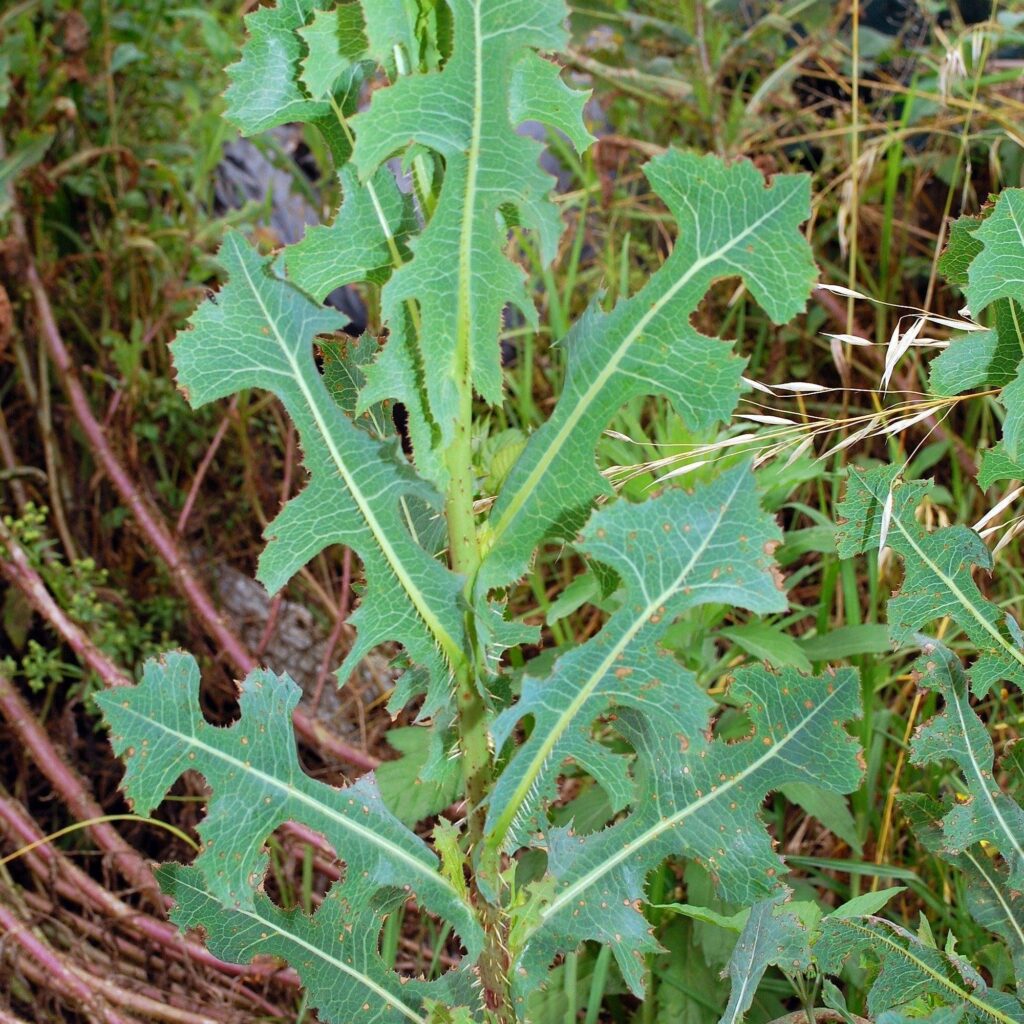6 Secret Powers Of Lactuca Serriola You Might Do Not Know
