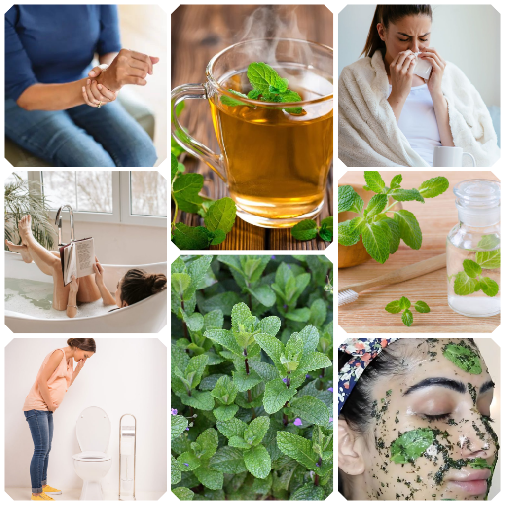 Unlocking 8 Secret Health Benefits of Spearmint: A Natural Remedy for Body and Mind
