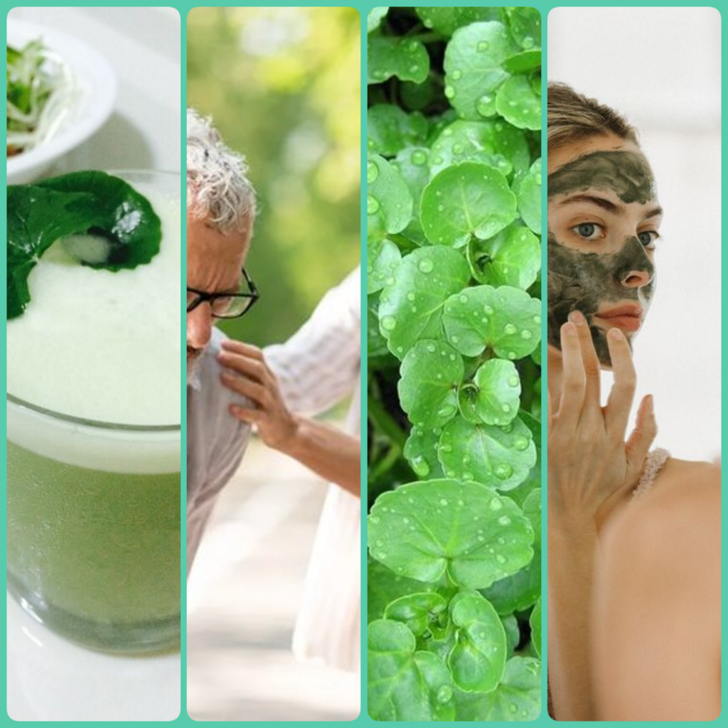 Top 7 Benefits of Gotu Kola – The Ancient Herb of Longevity You Shouldn’t Miss
