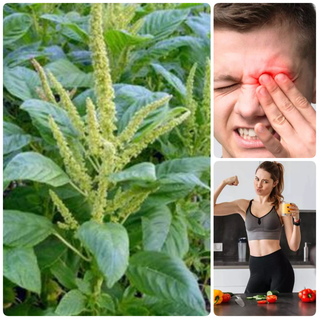 Top 10 Health Benefits of Pigweed: A Nutritional Powerhouse for Your Diet
