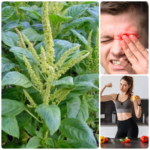 Top 10 Health Benefits of Pigweed: A Nutritional Powerhouse for Your Diet