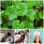 11 Health Benefits of Gotu Kola You Shouldn’t Ignore