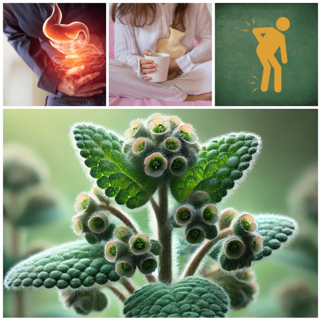 Euphorbia Hirta: Nature’s Remedy for Respiratory and Immune Health