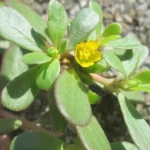 Purslane is a plant with multiple benefits