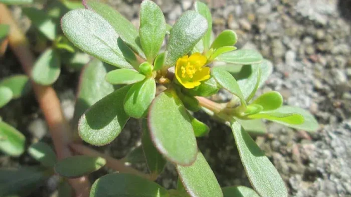 Purslane is a plant with multiple benefits