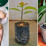 6 tips for growing avocados in pots and making them bear fruit