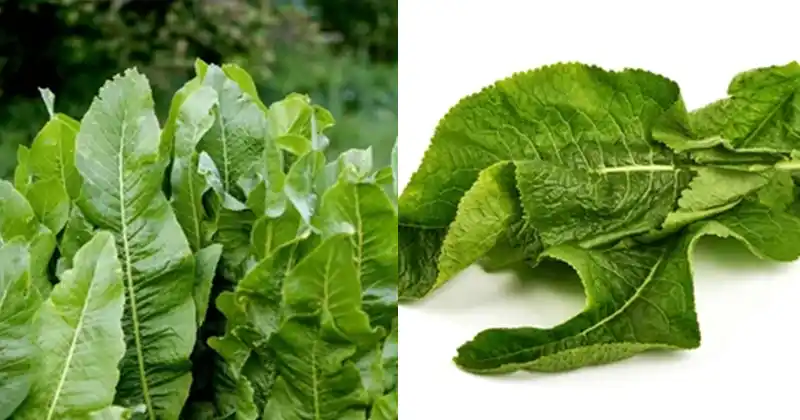 The Remarkable Benefits of Horseradish Leaves: Your Guide to Wellness and Culinary Creativity