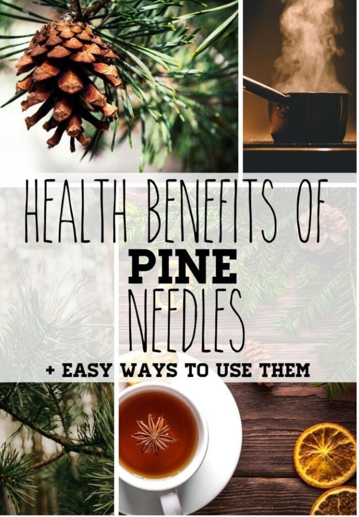 9 Health Benefits of Pine Needles