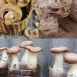 Growing mushrooms at home is very simple thanks to recycled plastic bottles