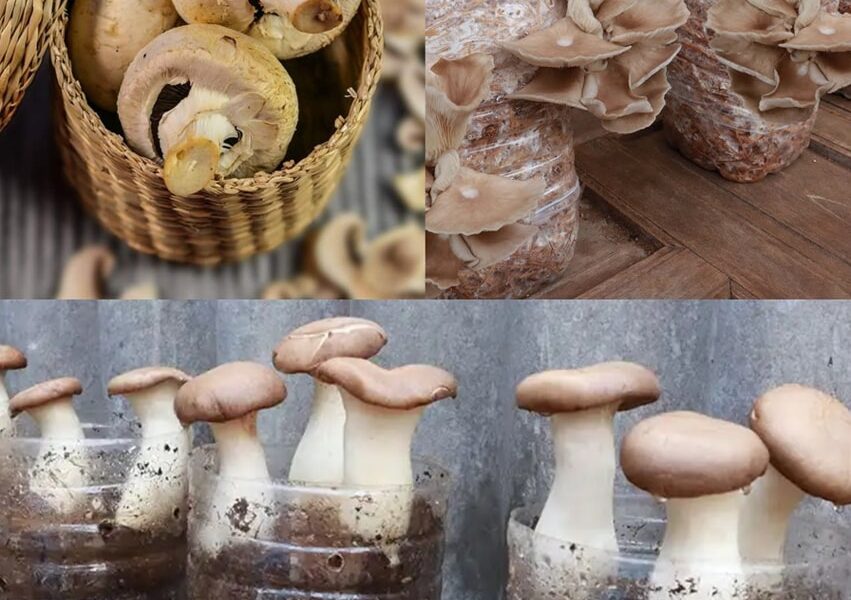 Growing mushrooms at home is very simple thanks to recycled plastic bottles