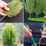 How to Easily Propagate Thuja Using Aloe Vera