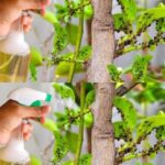 Natural and economical: the homemade insecticide that all pests hate