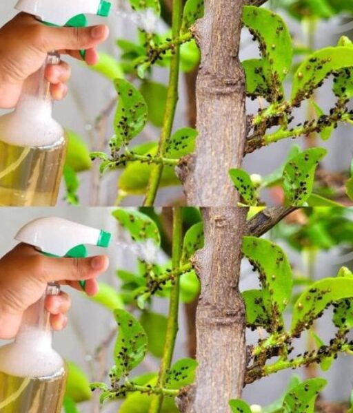 Natural and economical: the homemade insecticide that all pests hate