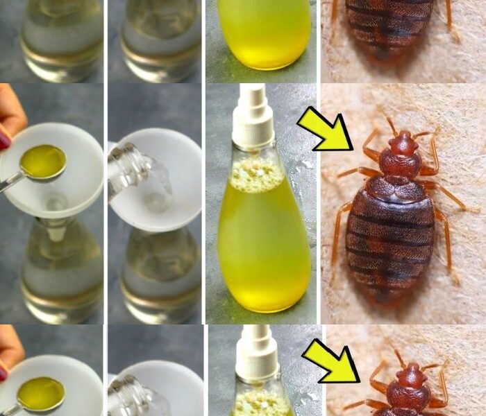 Say goodbye to pests on your plants with this homemade pesticide: you only need 2 ingredients