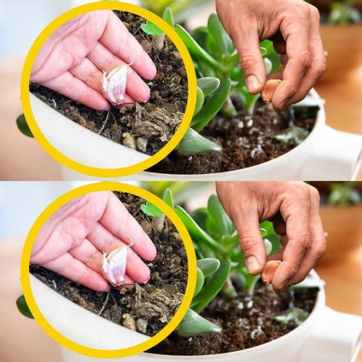 Garlic clove in plants, the unthinkable secret of every gardener: few know it