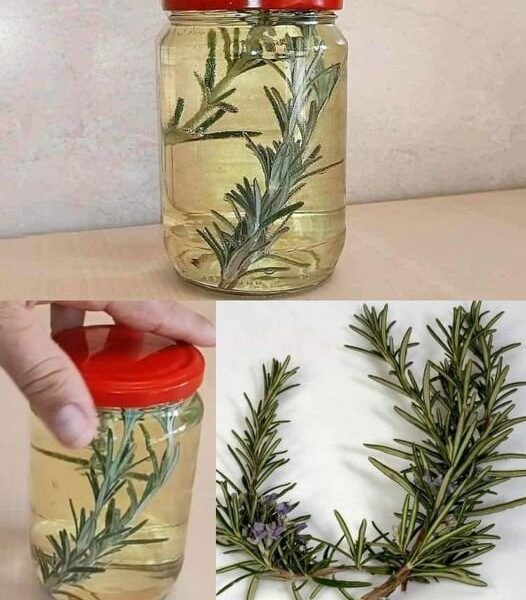 MACERATING ROSEMARY IN WHITE WINE: AN INFUSION LOADED WITH BENEFITS