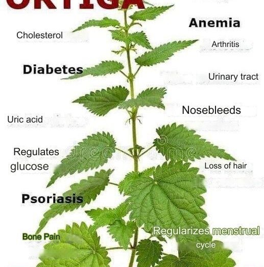 The plant of youth restores collagen to the skin, reduces blood pressure, cholesterol and antioxidants