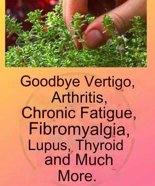 This is a real “tea from God”, because it treats arthritis, lupus, dizziness, thyroid gland and chronic fatigue.
