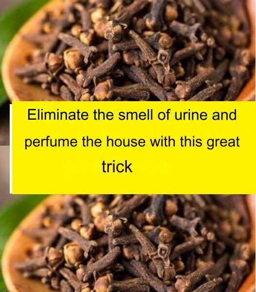 How to remove the smell of urine from the bathroom and leave a pleasant aroma?