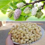 White mulberry: cures diabetes, makes you lose weight, relieves headaches and inflammation