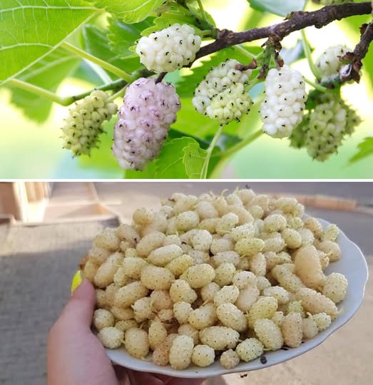 White mulberry: cures diabetes, makes you lose weight, relieves headaches and inflammation