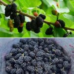 Black mulberry: regulates blood pressure, improves vision, prevents cancer and relieves headaches