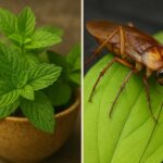 6 Beautiful Plants That Keep Mosquitoes Away!