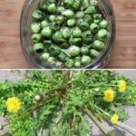 How to prepare dandelion “capers”: tasty and healthy