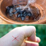 The most effective trick to keep mosquitoes away from the balcony