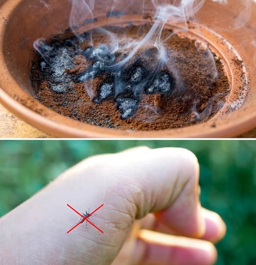 The most effective trick to keep mosquitoes away from the balcony