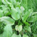 Watercress – the natural healer of anemia, diabetes, psoriasis, lazy intestines, normalizes blood pressure, etc.