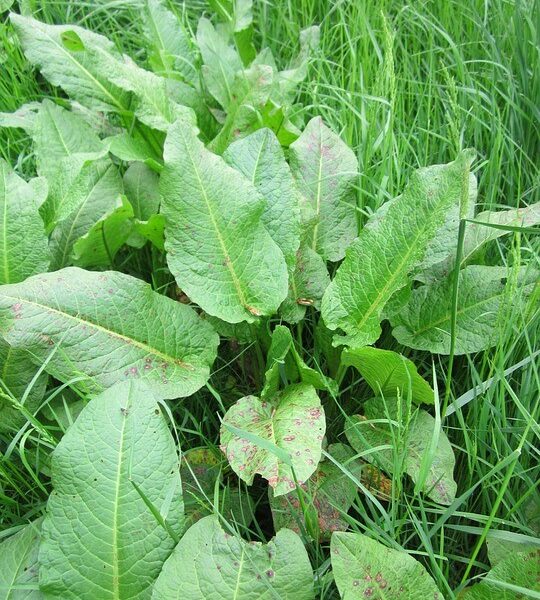 Watercress – the natural healer of anemia, diabetes, psoriasis, lazy intestines, normalizes blood pressure, etc.