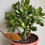 How to make a Jade tree bloom and perfume the whole house