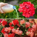 How to make geraniums bloom profusely