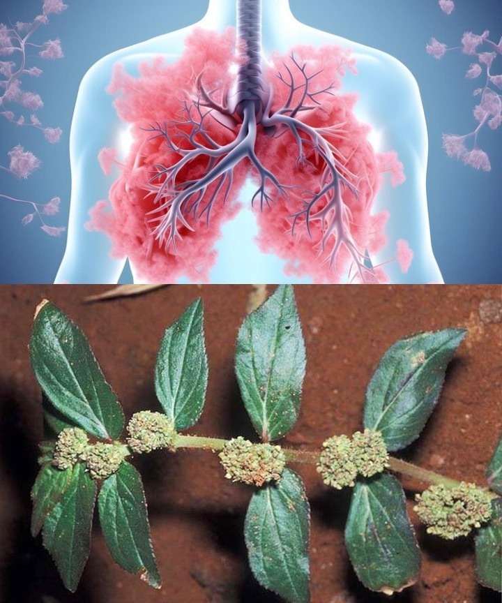 Title: Effective Home Remedies for Mucus and Chest Congestion