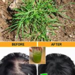 Crabgrass Benefits and Uses