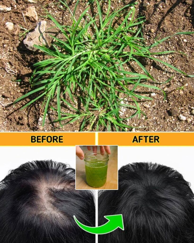 Crabgrass Benefits and Uses