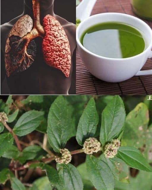 Euphorbia Hirta: Nature’s Remedy for Respiratory and Immune Health