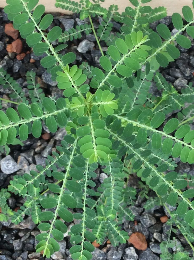 Health Benefits of Stone Breaker Leaves (Chanca Piedra)