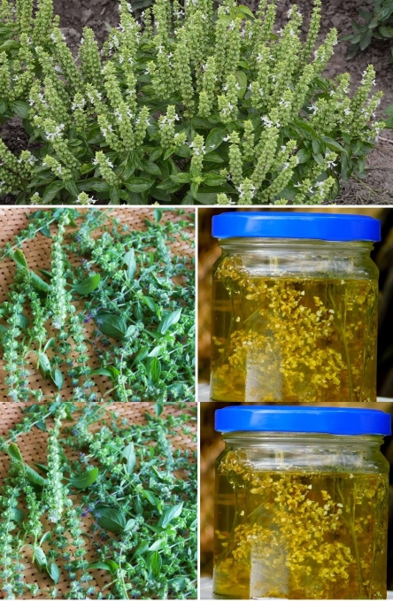 Never Throw Away Basil Flowers: Use Them in These 5 Extraordinary Ways – They’re So Valuable